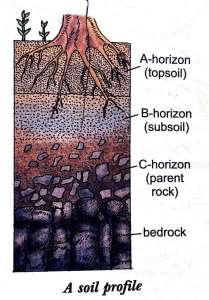 Soil || Definition, Types, Importance & Advantages