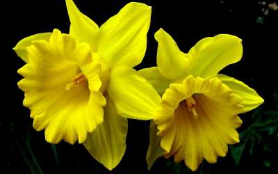 Daffodil flower