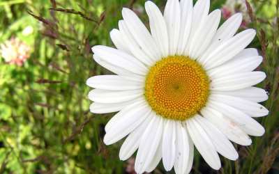 Daisy Flower