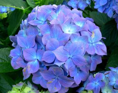 Hydrangea Flower