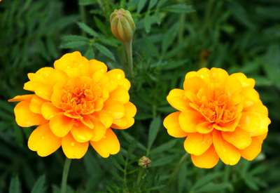 Marigold