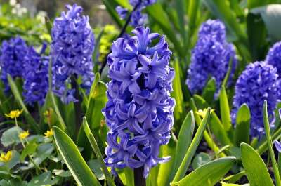 Hyacinth Flower