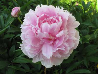 Peony Flower