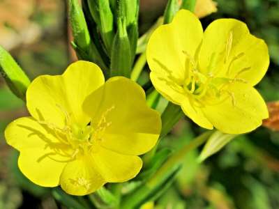 Evening Primrose