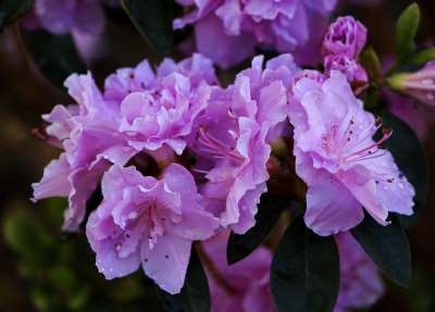 Azalea Flower