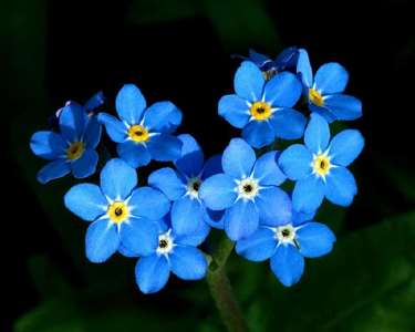 Forget Me Not