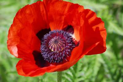 Poppy Flower