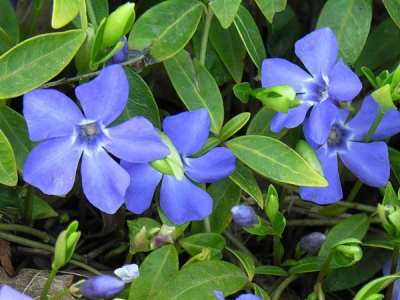 Periwinkle Flower