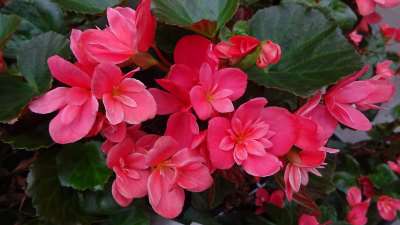 Begonia Flower