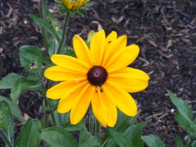 Black- eyed Susan