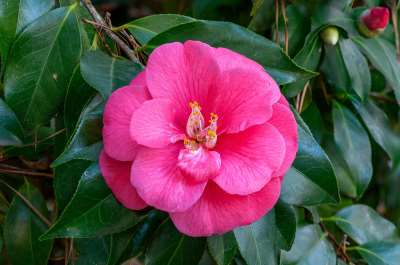 Camellia Flower