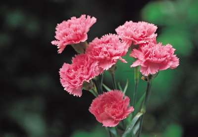 Carnation