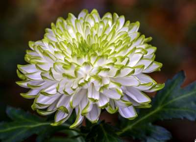 Chrysanthemum