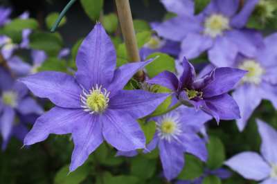 Clematis Flower