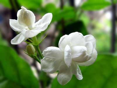 Jasmine Flower