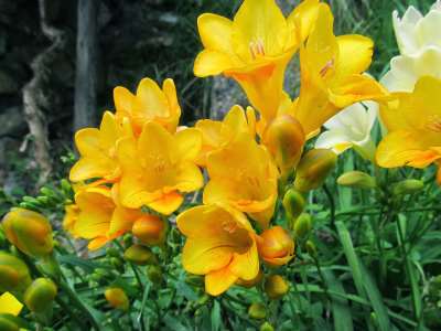 Freesia Flower