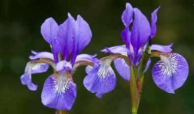 Iris Flower