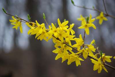 Forsythia Flower