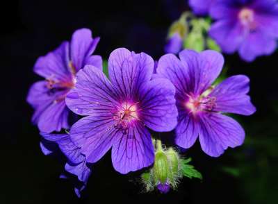 Violet Flower