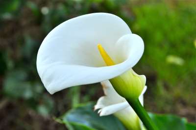 Calla Lily