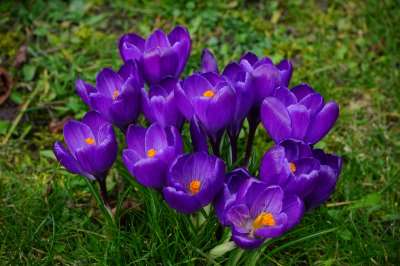 Crocus Flower