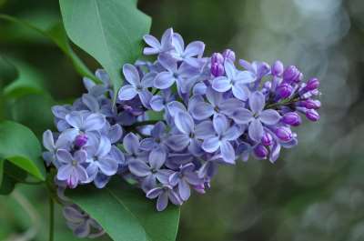 Lilac Flower