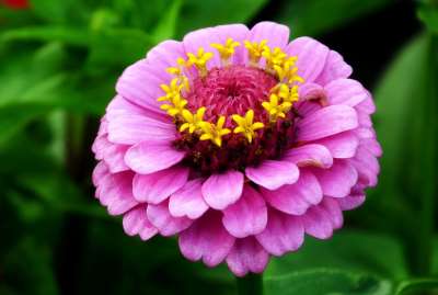 Zinnia Flower