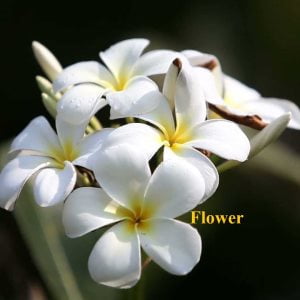 Flower || Definition, Parts, Types, Uses, Advantages