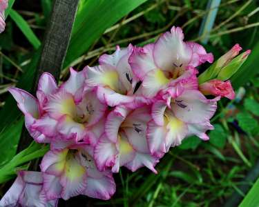 Gladiolus Flower