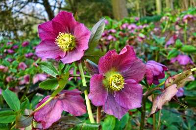 Hellebore Flower