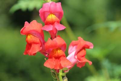 Snapdragon Flower