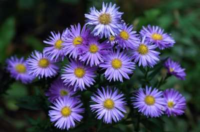 Aster Flower