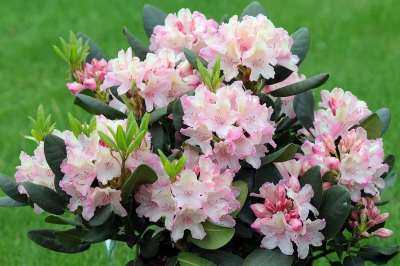 Rhododendron Flower