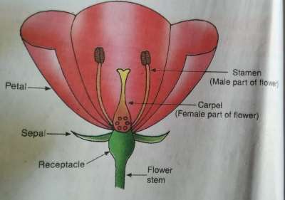 Parts of Flower