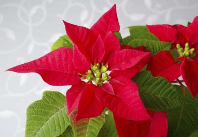 Poinsettia Flower