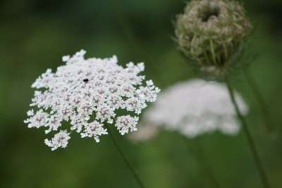 Queen-anns-lace Flower